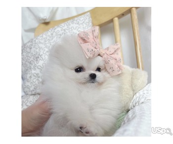 Boy and Girls Pom Puppies For Sale