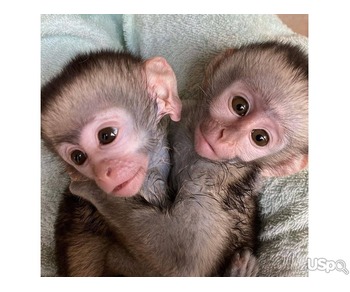 Male and female capuchin monkey for sale