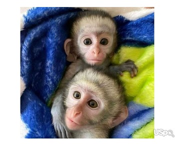 Male and female capuchin monkey for sale
