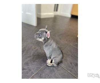 French bulldog puppies ready now