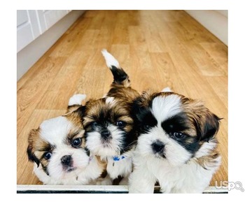 Wonderful shih tzu puppies.