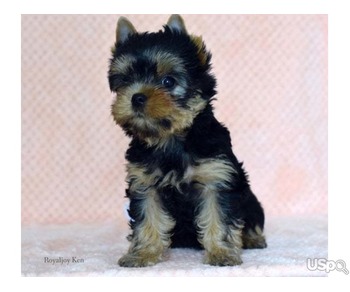 Exceptionally Handsome Yorkshire terrier boys KC Reg