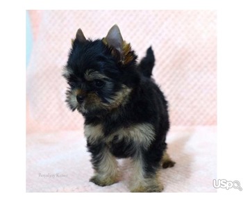 Exceptionally Handsome Yorkshire terrier boys KC Reg