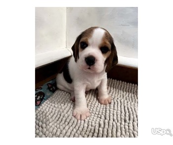 show beagle puppies for sale ~ KC registered & health tested.