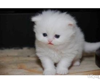 Продаются белые персидские котята.