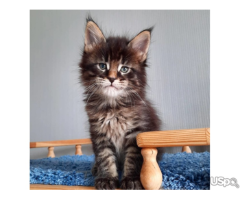 Best companions ever Maine coon kittens