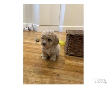 F1 Maltipoo Puppies For Sale