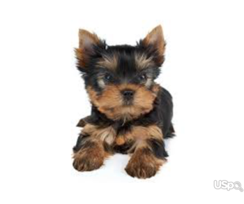 Adorable and cute loving Yorkies available