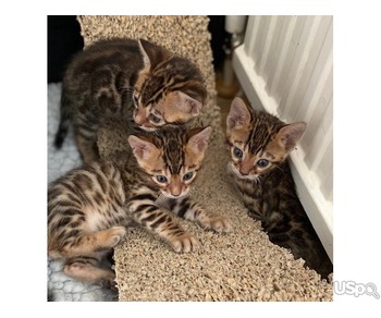 Bengal Kittens For Sale - GCCF Registered