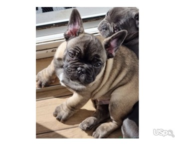 French Bulldog fluffy carriers