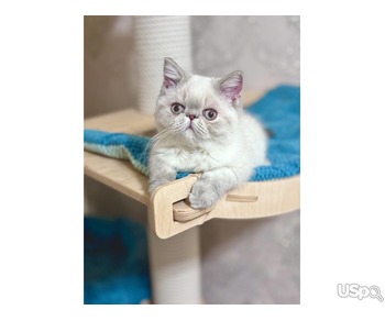 Amazing Exotic female kitten for sale