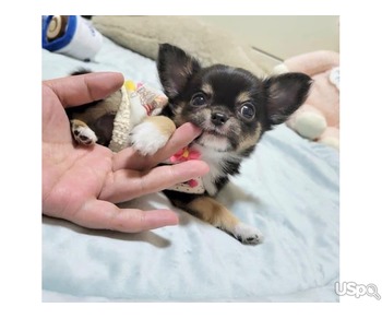 Loving Chihuahua Puppy