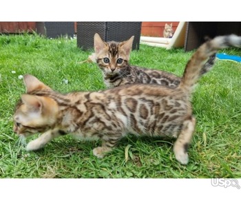 милые леопардовые бенгальские котята