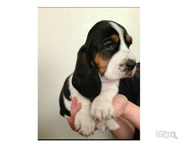 Supper Beagle puppy for adoption