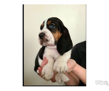 Supper Beagle puppy for adoption