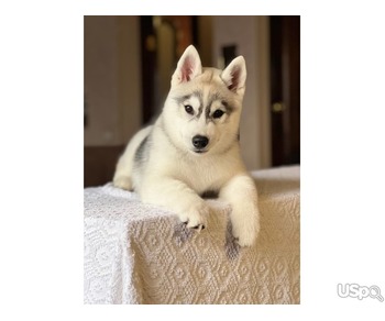 Supper cute siberian babies for sale