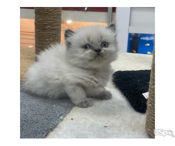 Ragdolls Kittens For Sale