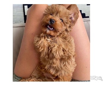 CAVAPOO BABY FOR SALE