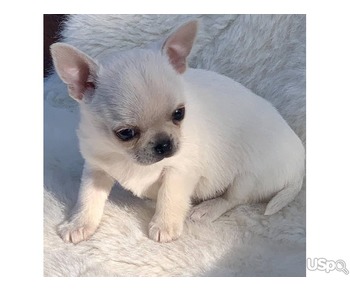 Amazing chihuahua puppies available
