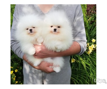 Adorable Pomeranian Puppies