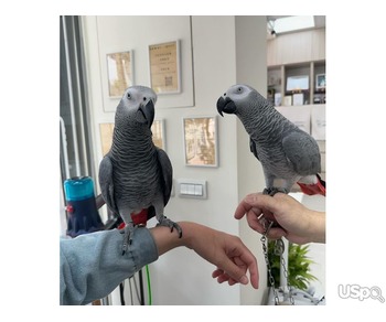 2A Grey Parrots Available