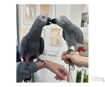 2A Grey Parrots Available