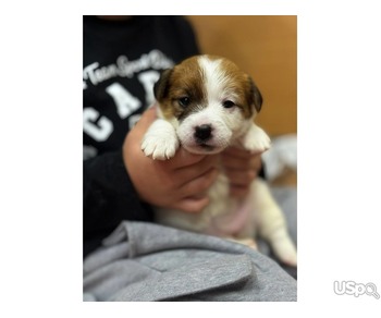 Lovely Jack Russell puppy for homing