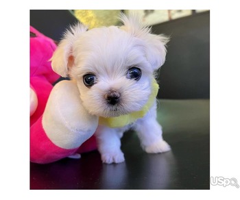 Beautiful mini maltese puppies for sale