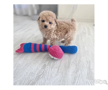 Supper cute Poodle puppy ready for sale