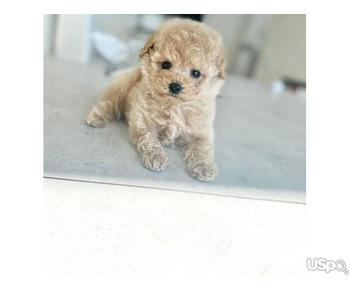 Supper cute Poodle puppy ready for sale
