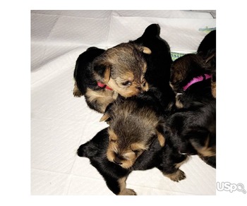 Stunning yorkie pups for sale