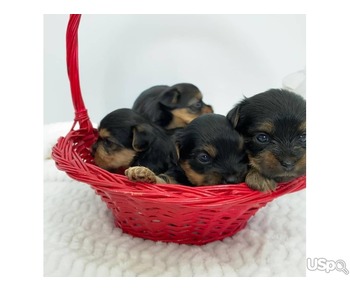 Stunning yorkie pups for sale
