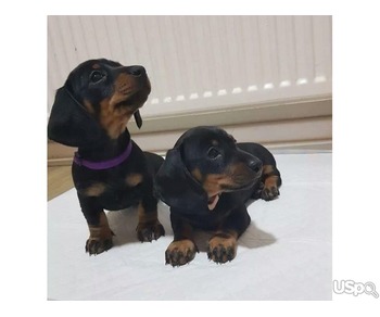 Dashhound puppies available for sale