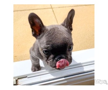 French bulldog for sale