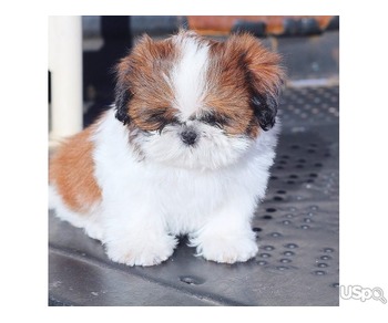 Shih tzu girl avaible for sale
