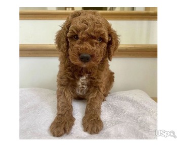 Red Toy Poodles Pup's For Sale