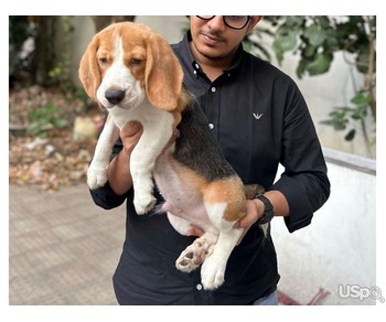 Purebred Beagle Pups For Sale
