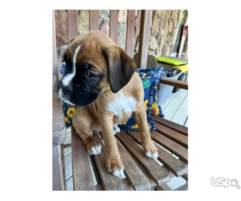 Boxer puppies avaible for sale