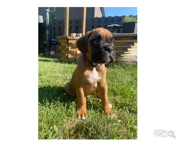 Boxer puppy avaible for sale