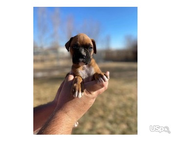 Supper stunning boxer baby for sale