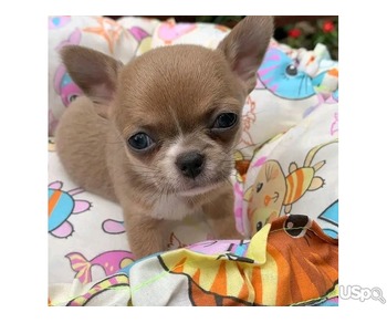 Chihuahua Dogs and puppies.