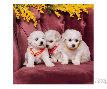 Bichon Frise puppies available for sale