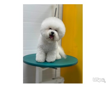 Bichon Frise puppies available for sale