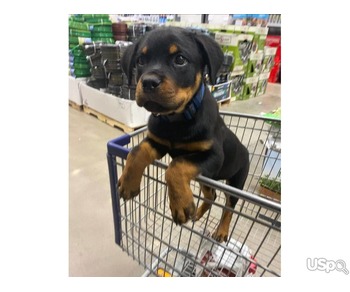 Rottweiler purebred pups available