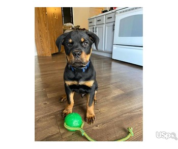 Rottweiler purebred pups available