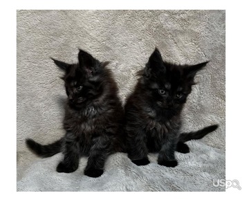 Black Maine Coon Kittens For Sale
