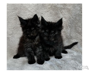 Black Maine Coon Kittens For Sale