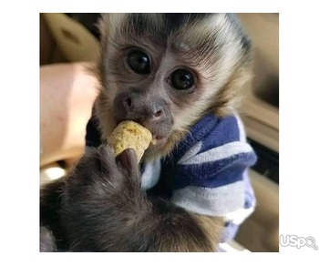 Capuchin Monkey Female