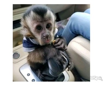 Capuchin Monkey Female