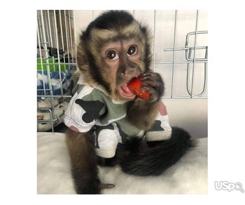 Intelligent Capuchin monkeys
